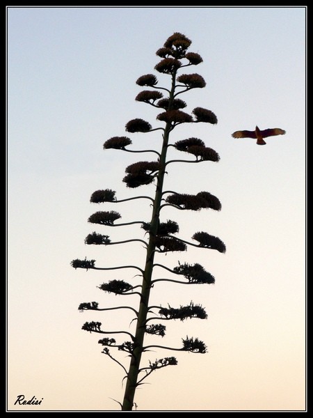 "Agave en flor y el ave" de Roberto Di Siervi
