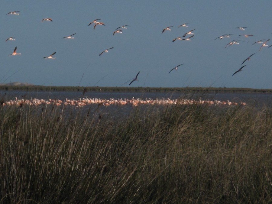 "flamencos `( laguna mar chiquita bs as)" de Javier Centioni