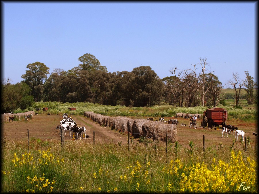 "Una postal de campo" de Fer Lamon