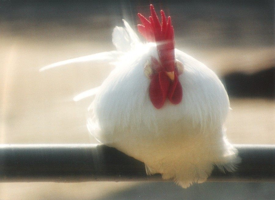 "`Gallo radiante`" de Hugo A. Hazaki