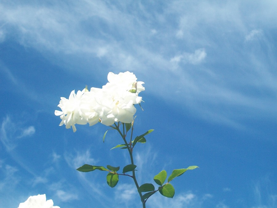 "Flor de cielo" de Mariano Gomez