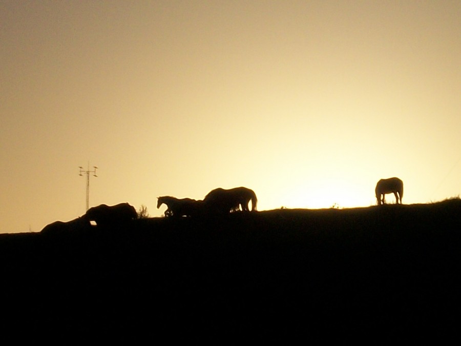 "Caballos" de Mariano Gomez