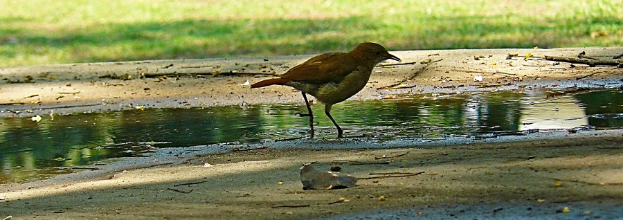 "Metido en el charco" de Nora Lilian Iturbide ( Noral )