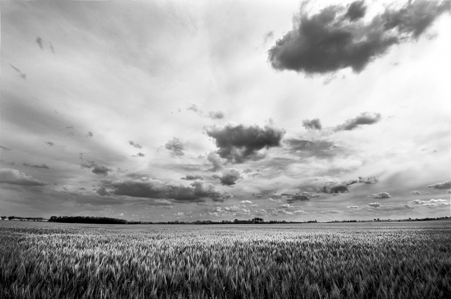 "Campos de trigal" de Guillermo H. Buchholz