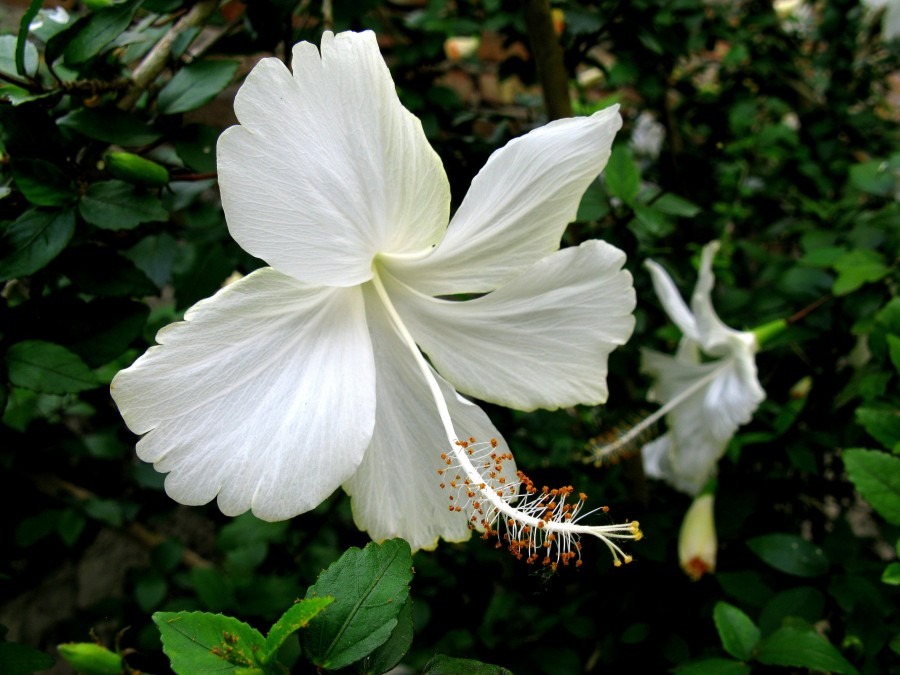 "Hibiscus" de Jorge Zanguitu Fernandez