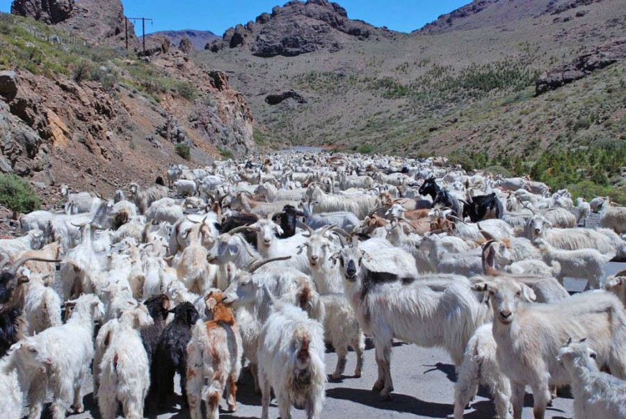 "Rumbo a la veranada !!!" de Marcelo Sepulveda