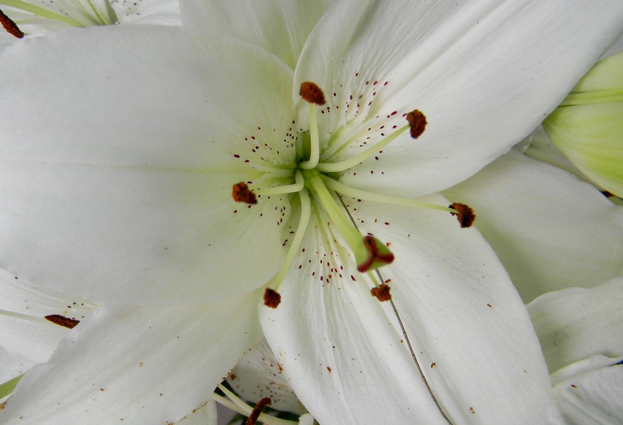 "flores" de Mercedes Orden