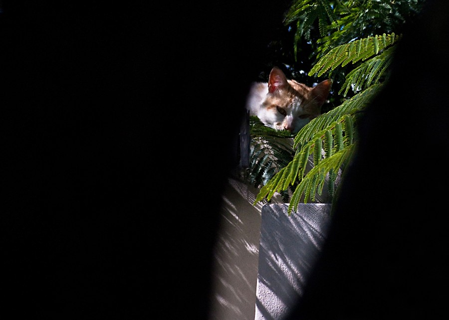 "Espiando al gato" de Carmen Nievas