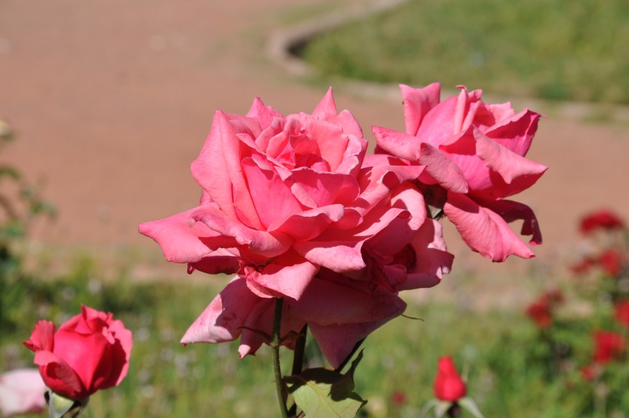 "`ROSAS DEL PARQUE GRAL.SAN MARTIN`" de Jose Alberto Vicente