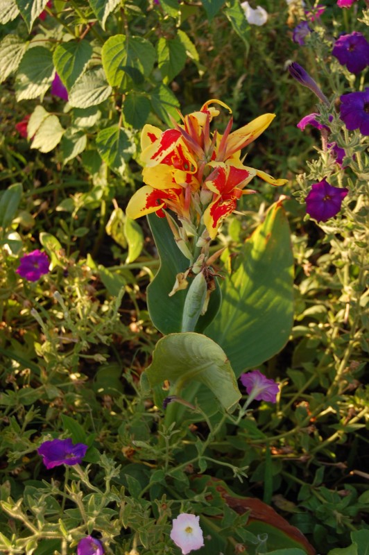 "Flores en el jardin del museo...." de Romina Esponda