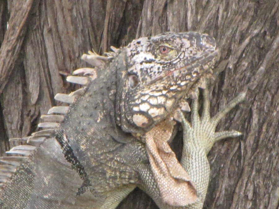 "Iguana" de Wilson G. Mendoza.