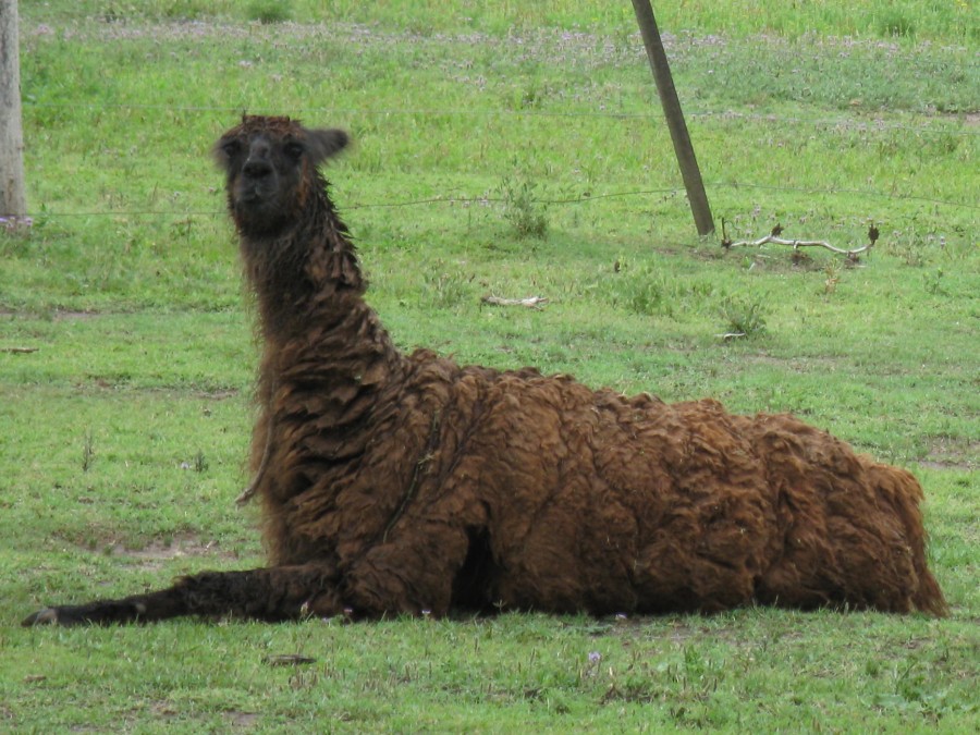 "posando" de Eduardo Dutto