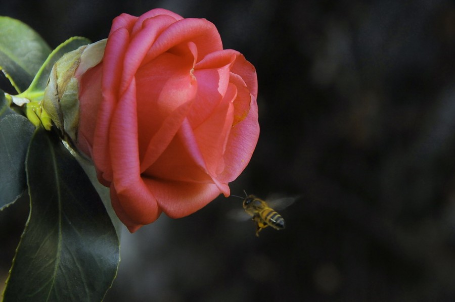 "Qu hermosa flor! (la abeja)" de Rafa Lanuza