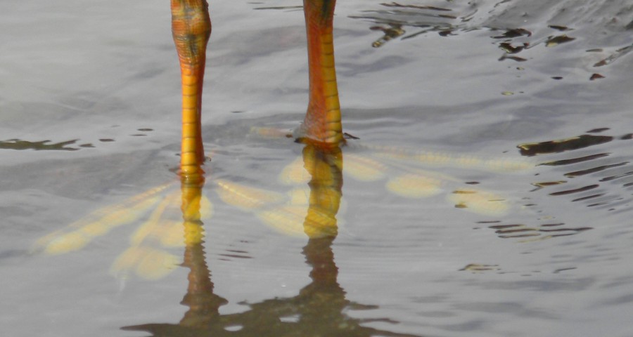 "y... patas en el agua!!!" de Mercedes Orden