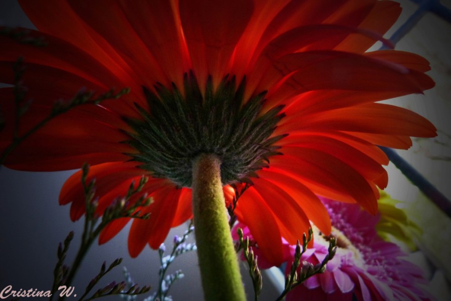 "Gerbera roja...." de Cristina Wnetrzak