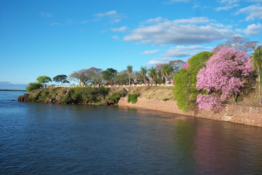 "Lapachos en flor" de Daniel Alberto Prez