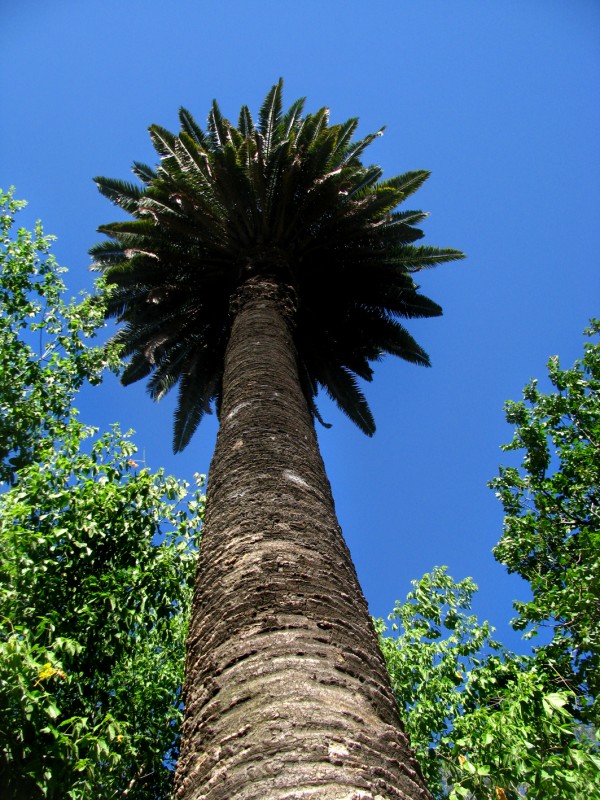 "palmera" de Jorge Mariscotti (piti)