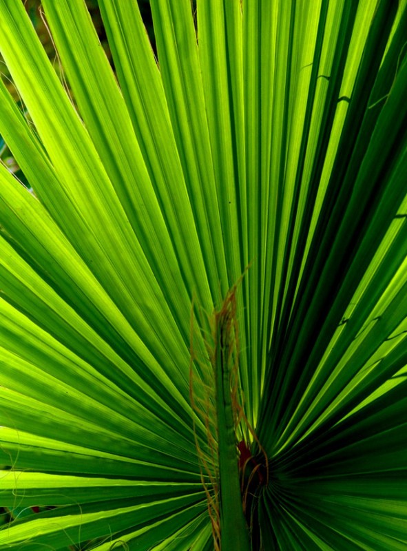 "verde que te quiero...." de Vernica Dana