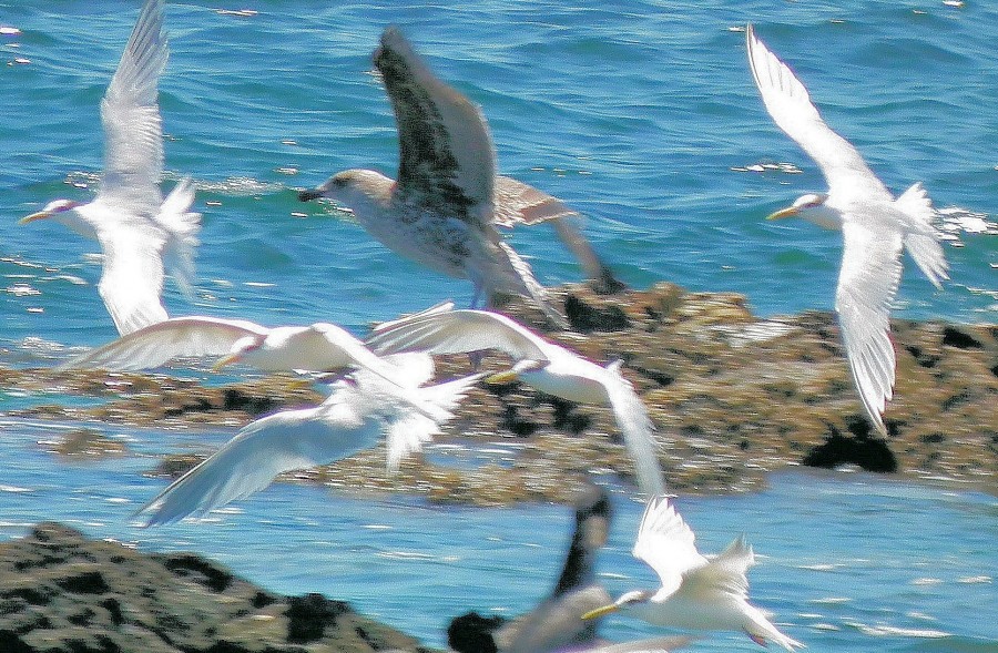 "aves marinas" de Rosie Kolacek