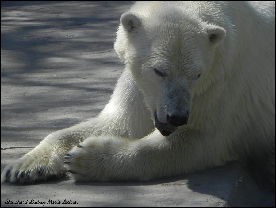 "Calor en el Zoo." de Blanchard Surez. Mara Leticia