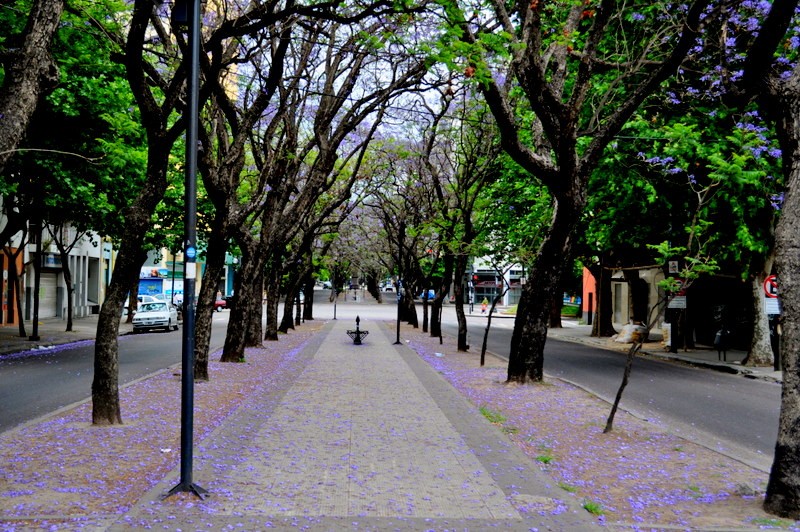 "jacarand..." de Juan Gaston Rodriguez