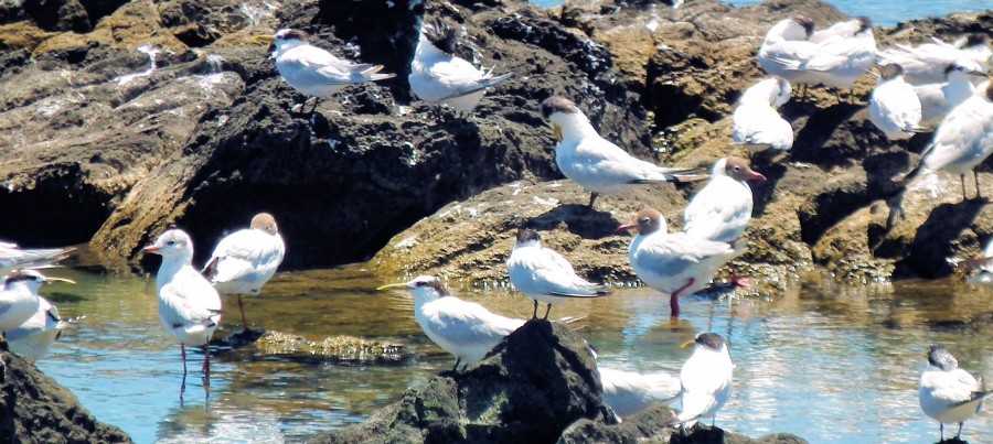 "pichones de aves marinas" de Rosie Kolacek