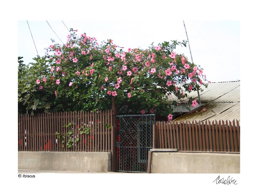 "El hibiscus de la entrada" de Silvia Corvaln