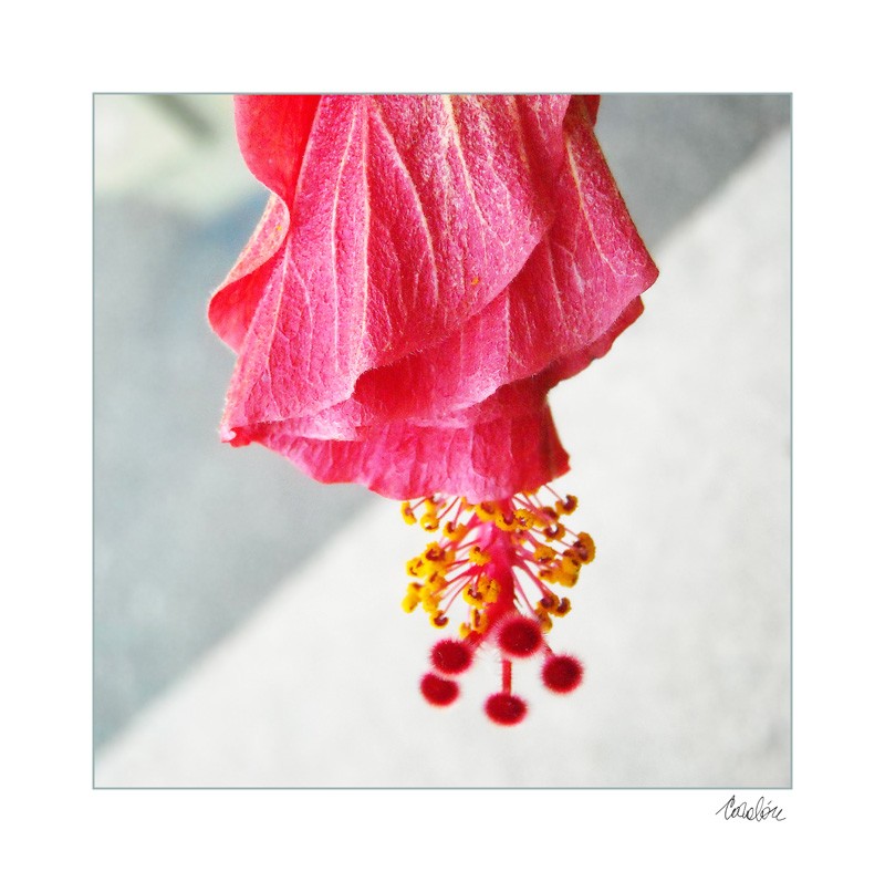 "Hibiscus rojo" de Silvia Corvaln