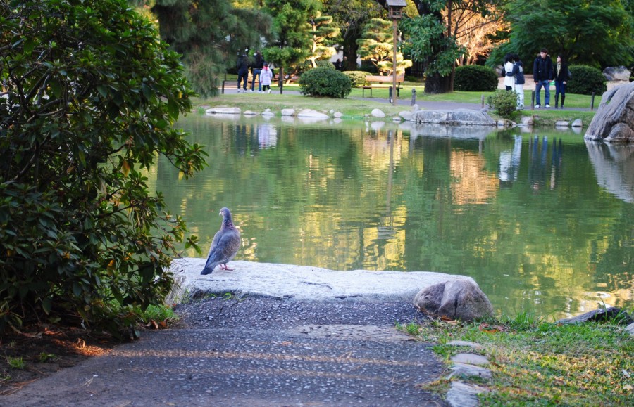 "parque japones" de Rosa Andrada