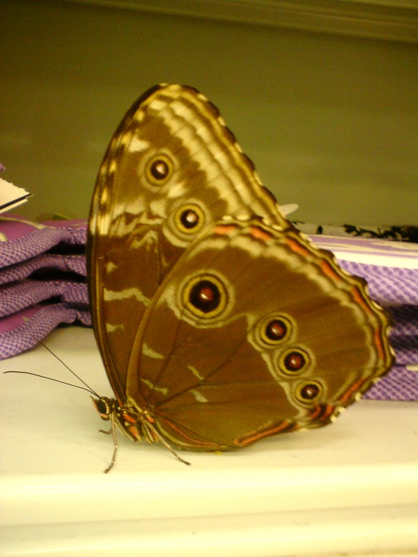 "Mariposa en el supermercado" de Wilson G. Mendoza.