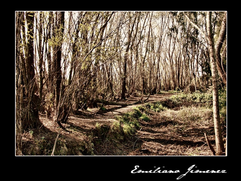 "Bosque en San Pedro" de Emiliano Jimenez