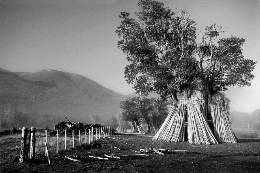 "Acopio" de Mabel Ana Solvas