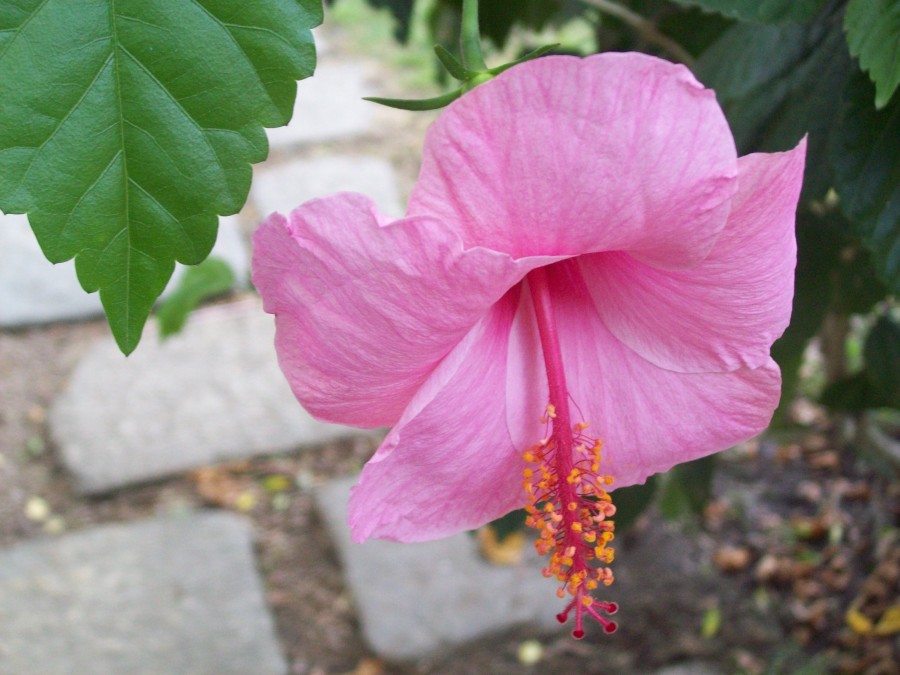 "flor rosa" de Clara Wiskitski