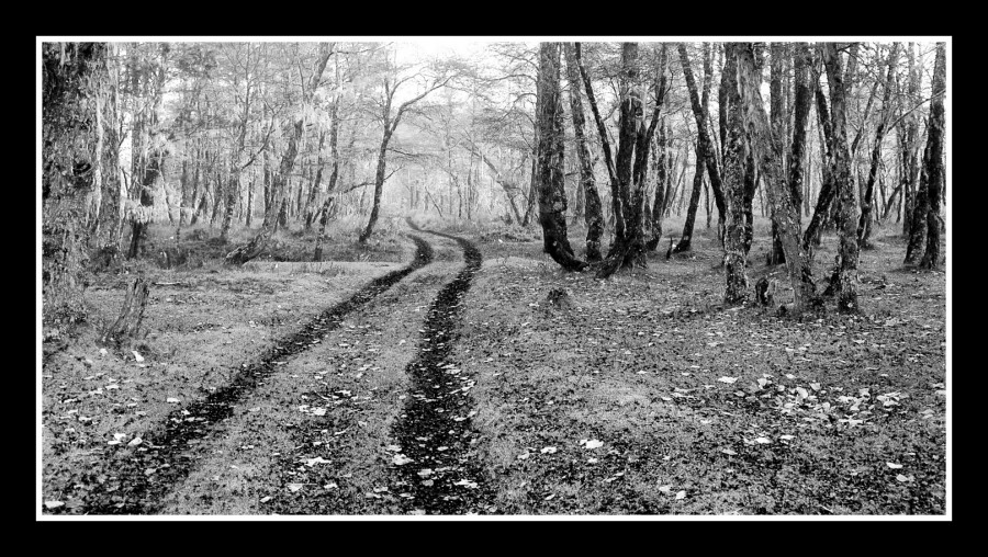 "Camino al bosque" de Mabel Ana Solvas