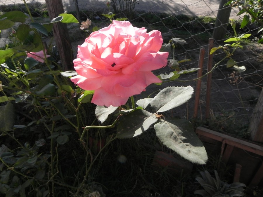 "rosa,rosa, en su memoria..." de Neria Yanel Casares
