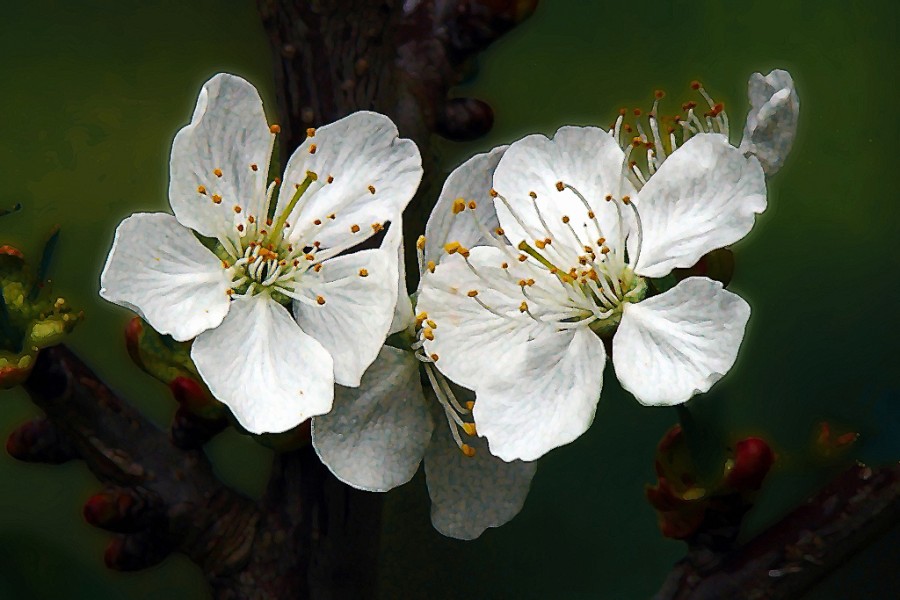 "Flores de cerezos" de Mabel Ana Solvas