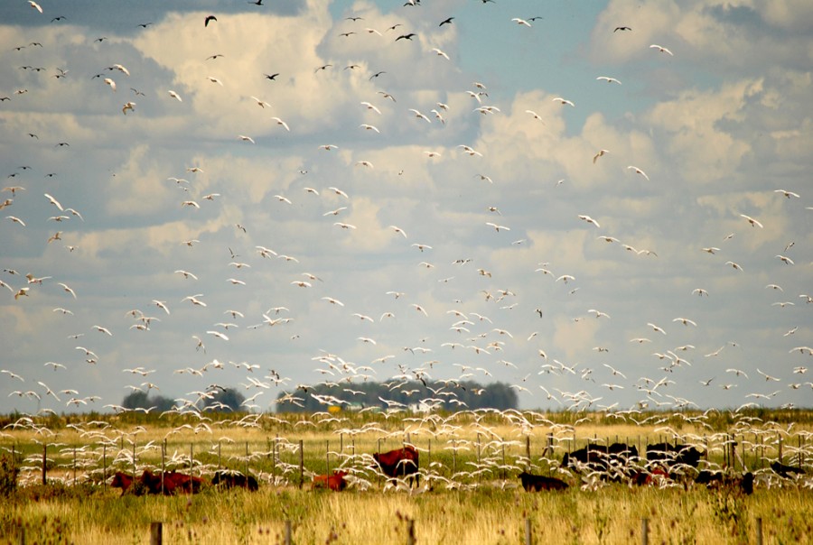 "Aves y ms aves" de Mabel Ana Solvas