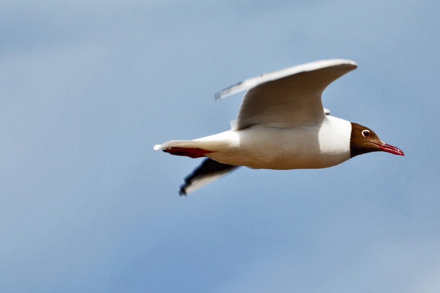 "Juan Salvador Gaviota" de Hernan Imori