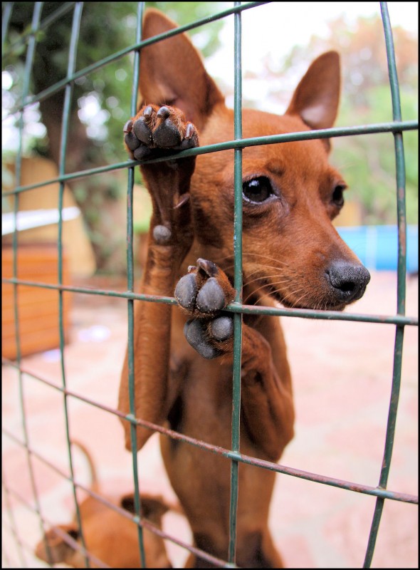 "Penny. Pinscher miniatura." de Mario Tizn