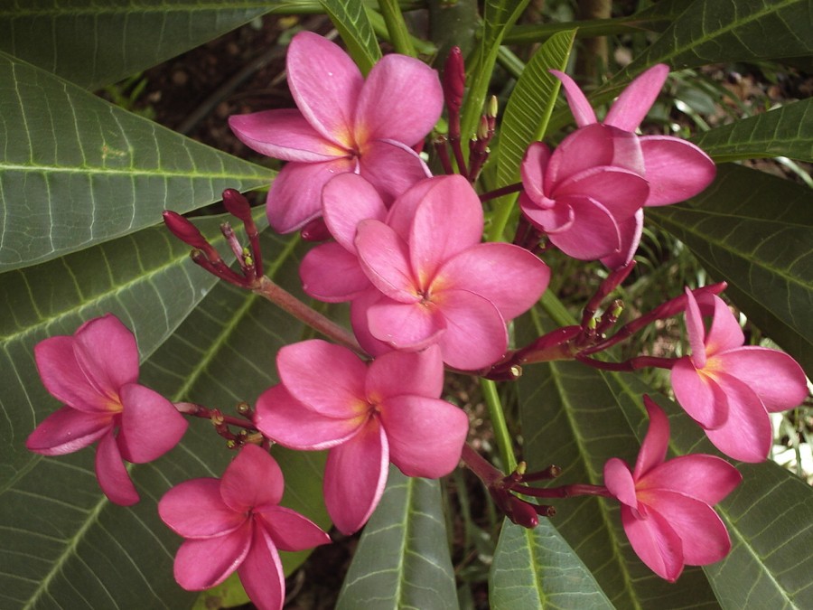 "FLORES DE MI JARDIN" de Alberto Rodolfo Dillon