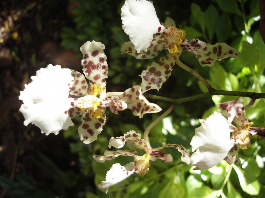 "Orquideas Para Admirar" de Alberto Rodolfo Dillon