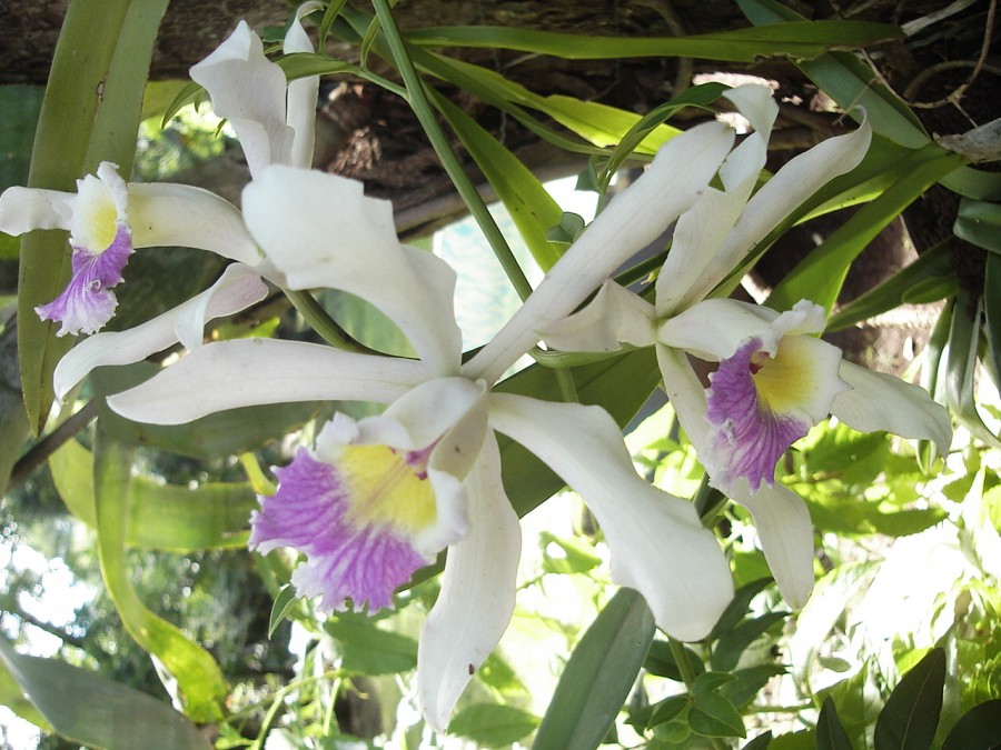 "ORQUIDEAS QUE ACARICIAN EL ALMA" de Alberto Rodolfo Dillon