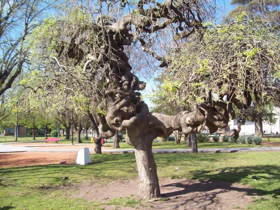 "el arbol enredado" de Clara Wiskitski