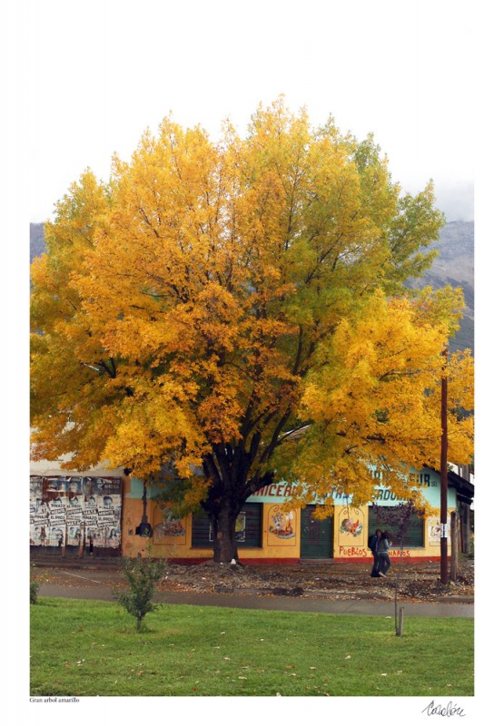 "El rbol amarillo de la esquina" de Silvia Corvaln