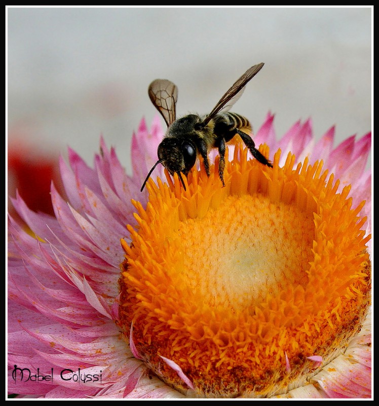 "Abeja en flor" de Mabel Ana Solvas