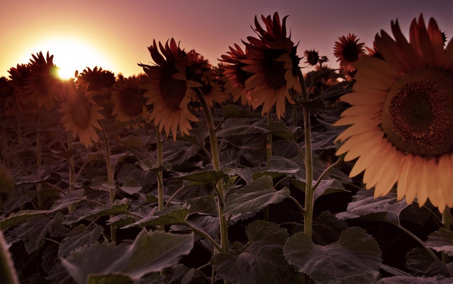 "Girasoles" de Guillermo H. Buchholz