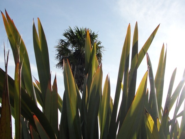 "Cercando la palmera" de Ricardo Lagrange