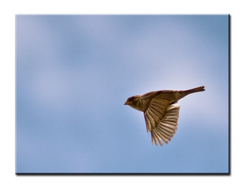 "Volar" de Eli - Elisabet Ferrari