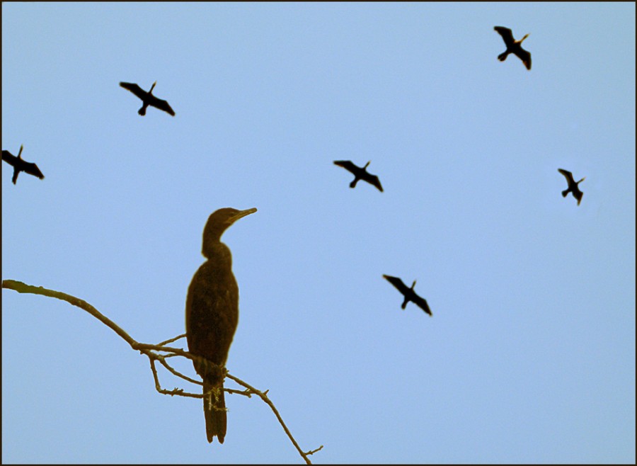 "Acrobacia aerea" de Ruben Perea