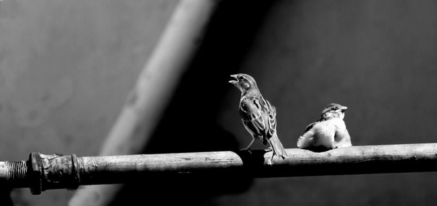 "gorriones en mi ventana" de Noemi Gomez